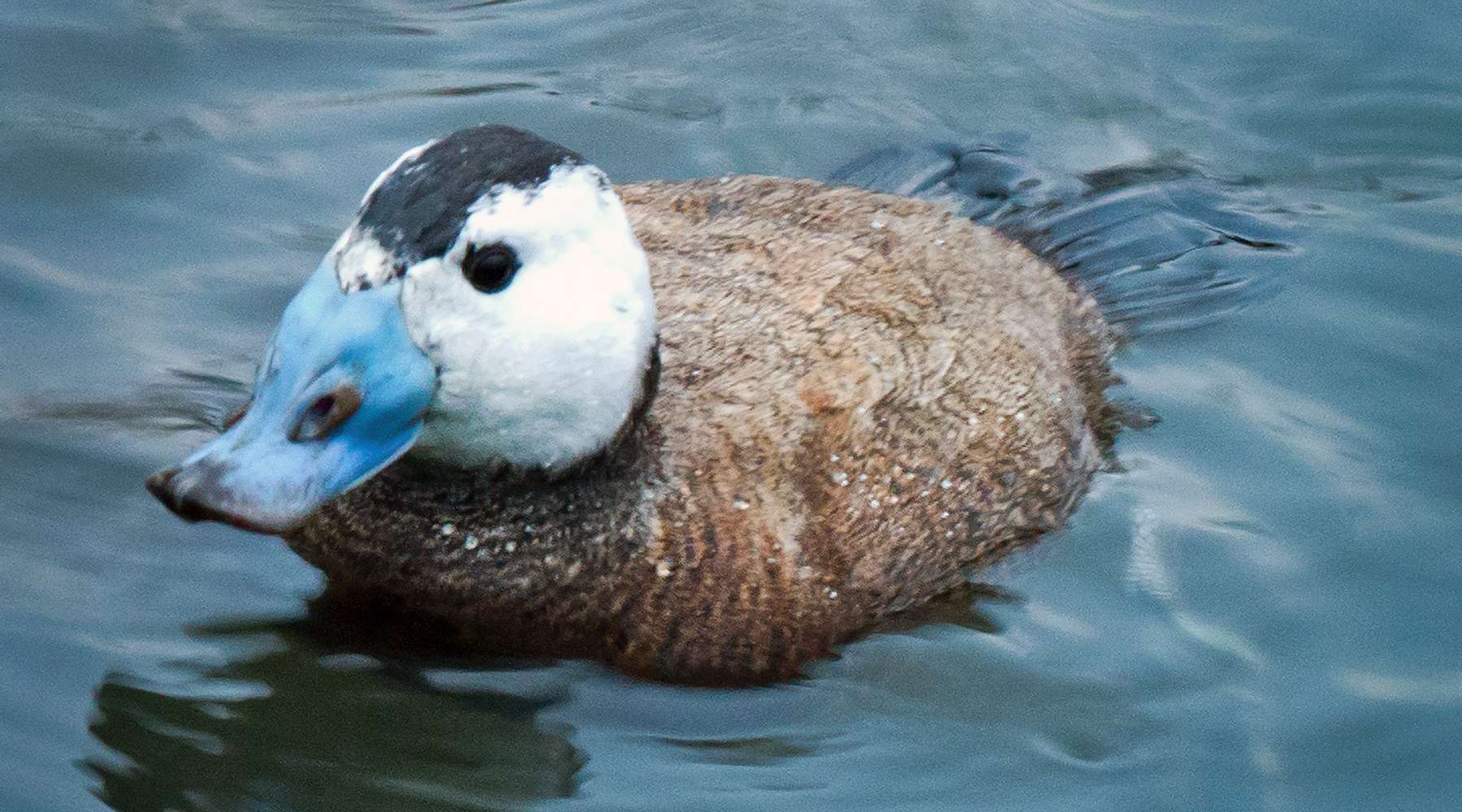 Ducking hell: 5 ways humans have ruined sex for animals