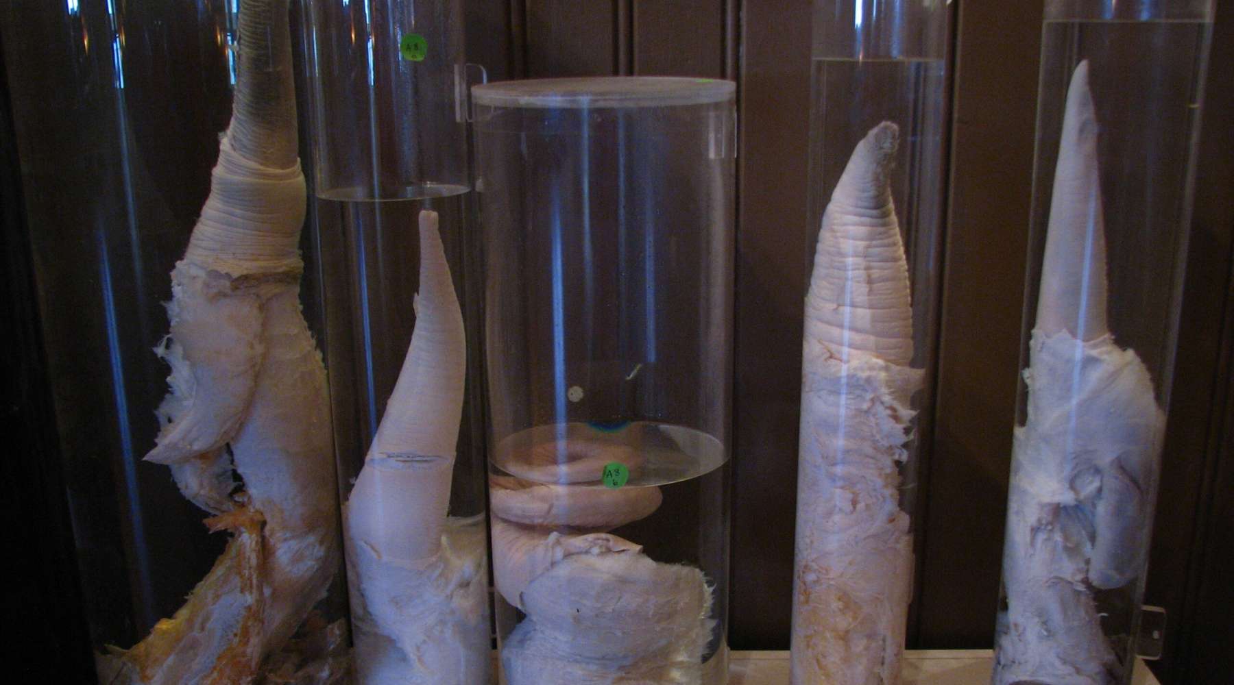 Whale penises stored in jars at a museum